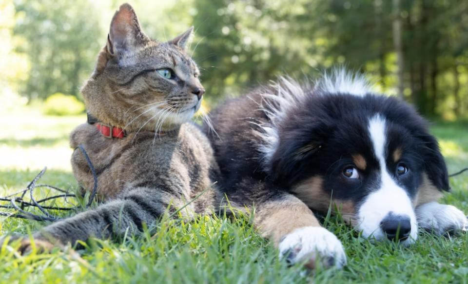 benefits of pet insurance